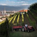 Vigna della Regina - Harvest - ph by Massimiliano Sticca